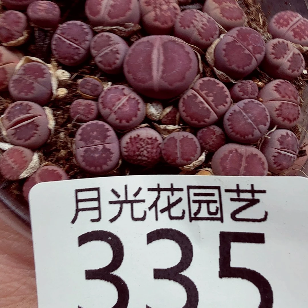 嗯***好大帅哥真的绝好有335