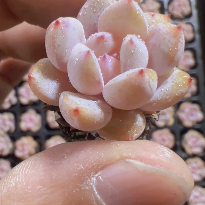粉笔精品多肉植物大战