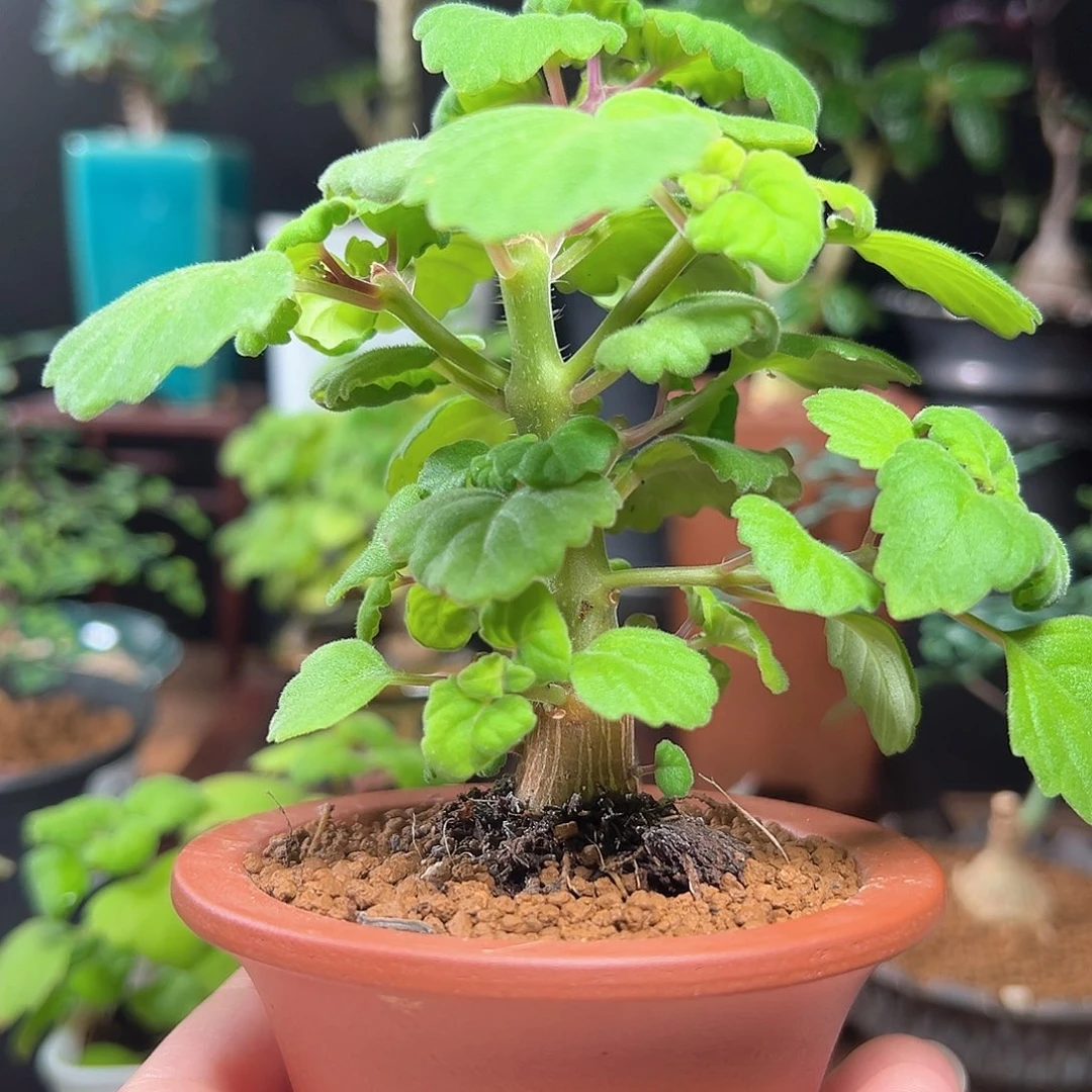 马**功爱氏延命草带盆发货