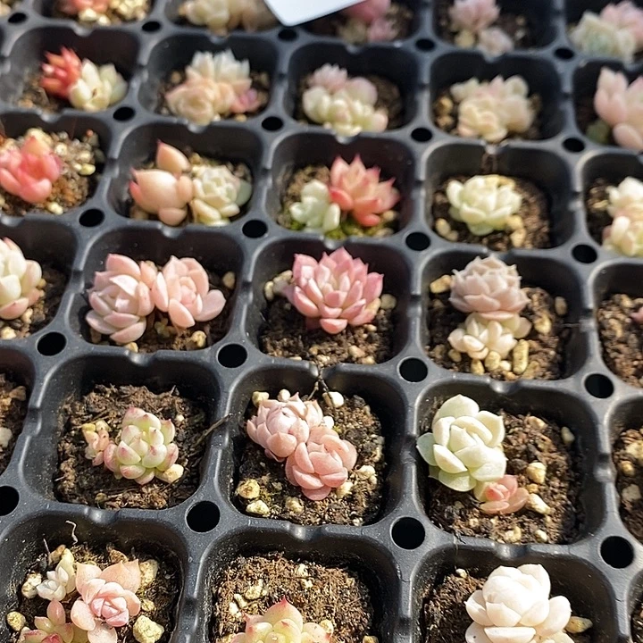 48 多肉植物盆栽花卉