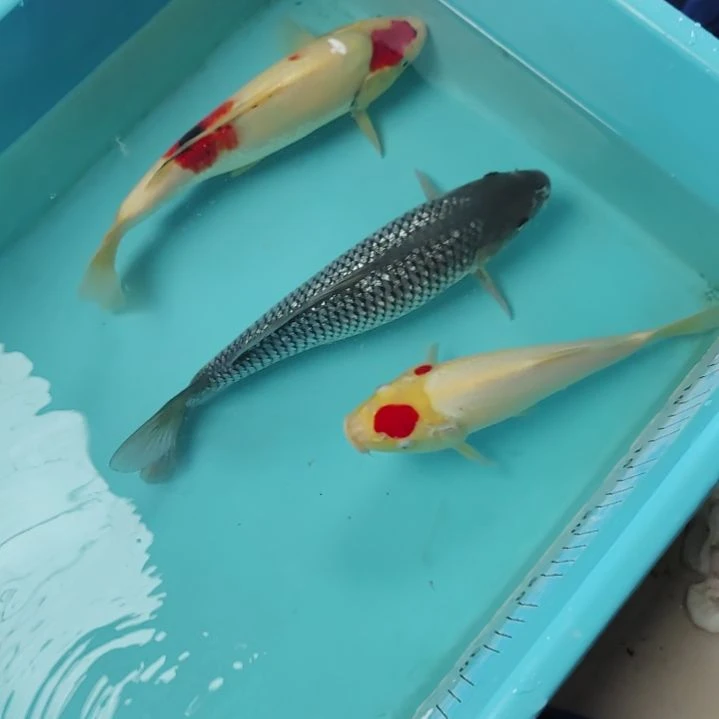 海水鱼观赏鱼锦鲤3尾