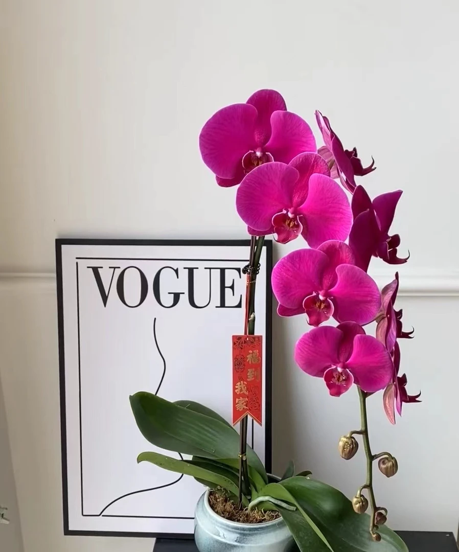 福祥花卉大辣椒——蝴蝶兰 开花发货 老苗介意叶子勿拍