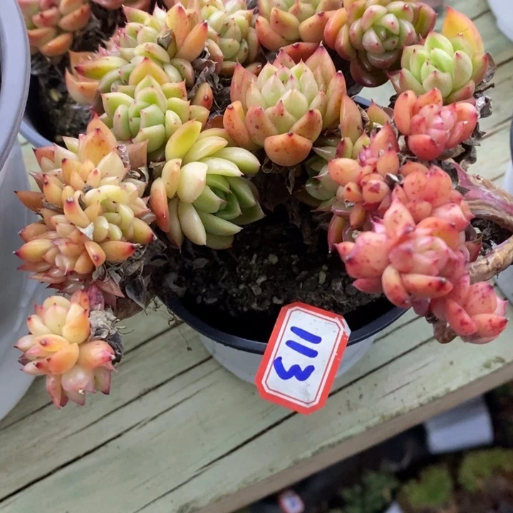 修*一物一拍玉杯东云多肉113