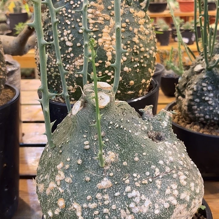 汤圆植物球腺蔓心脏型
