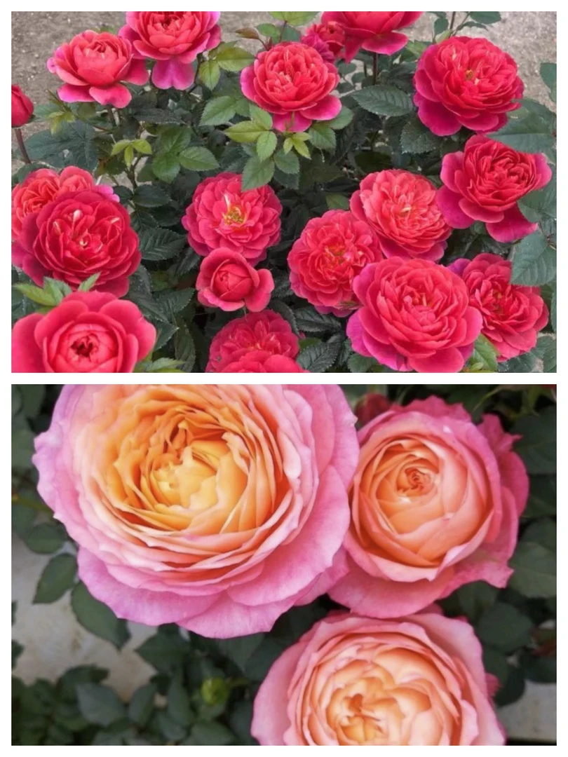 【绝色果汁-大花美人】阳台庭院好养护四季开花花卉绿植盆栽