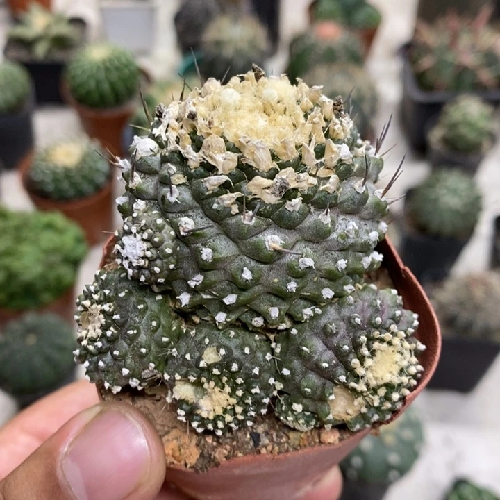 墨碟特价福利特价2