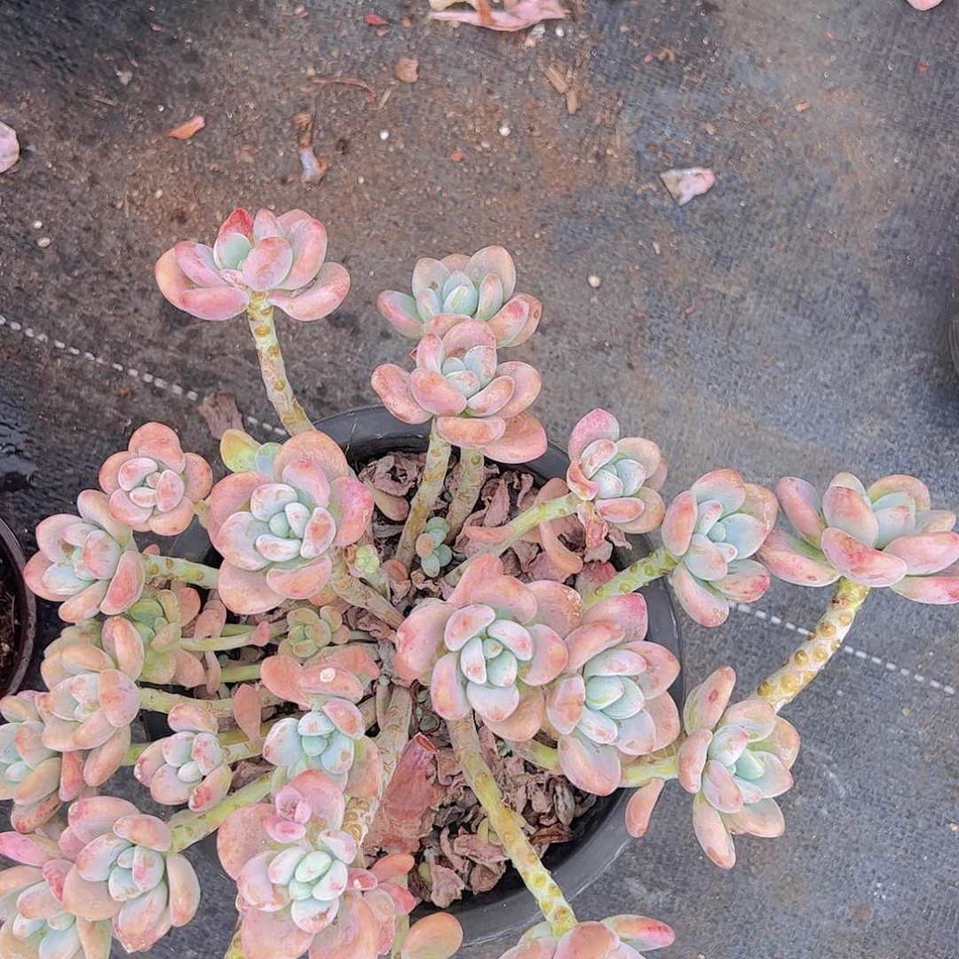 多头大盆群红洛神一盆