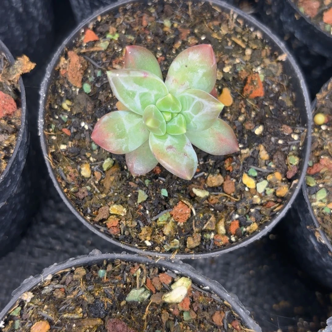 维斯特曼一物一拍