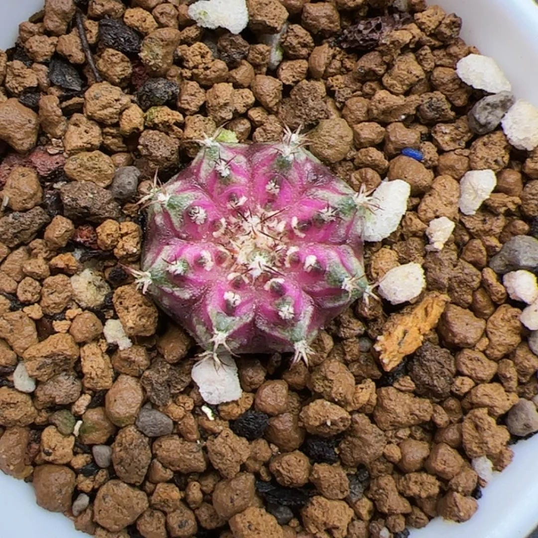 当前无花朵，栽培后可花朵