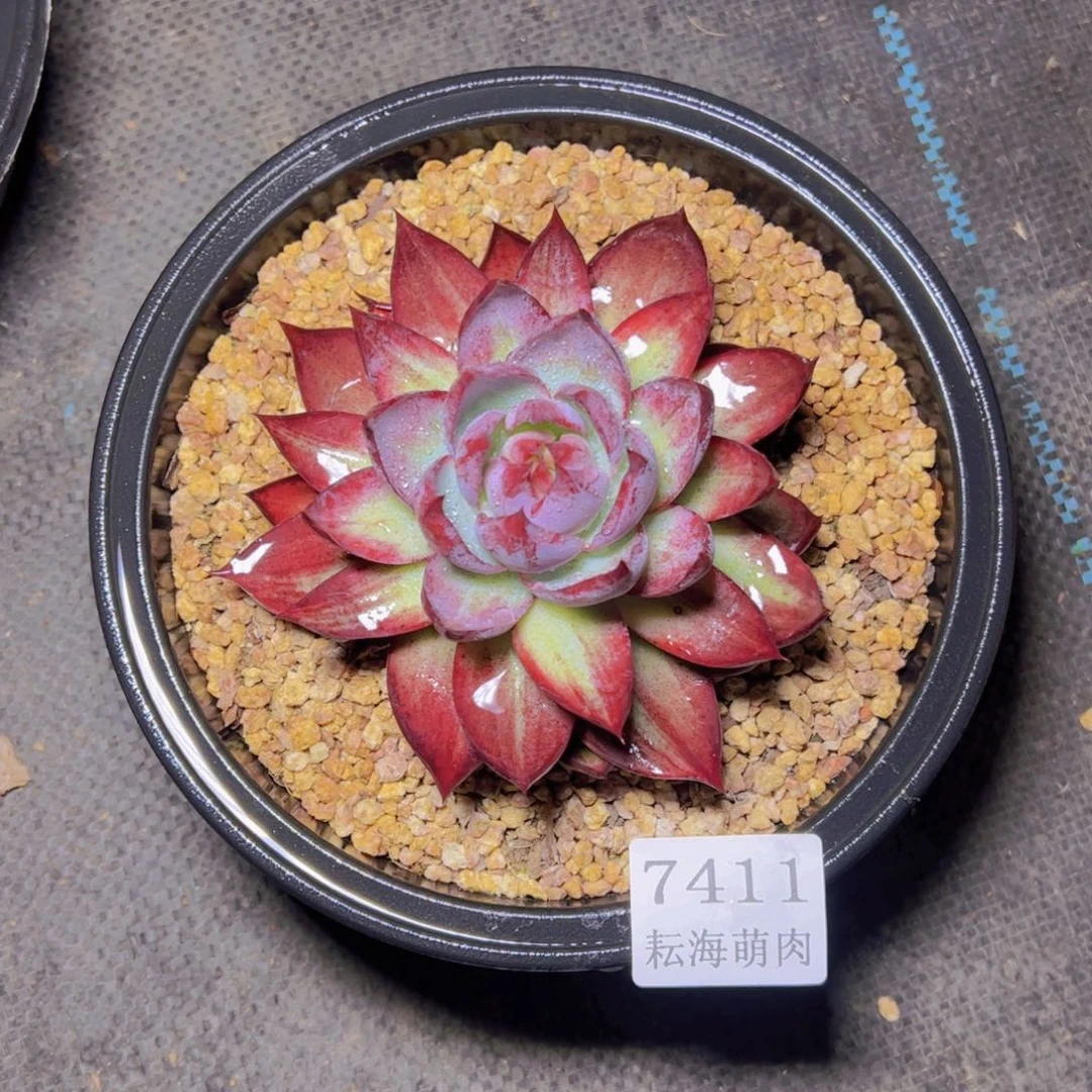 惊鸿仙子7411多肉植物