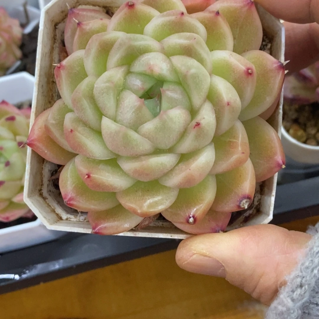 精品多肉一物拍不包整277