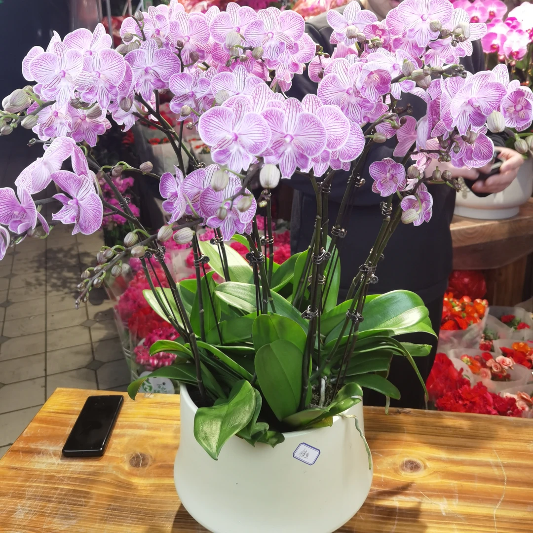大盆情丝 14支花键带盆青岛本地蝴蝶兰