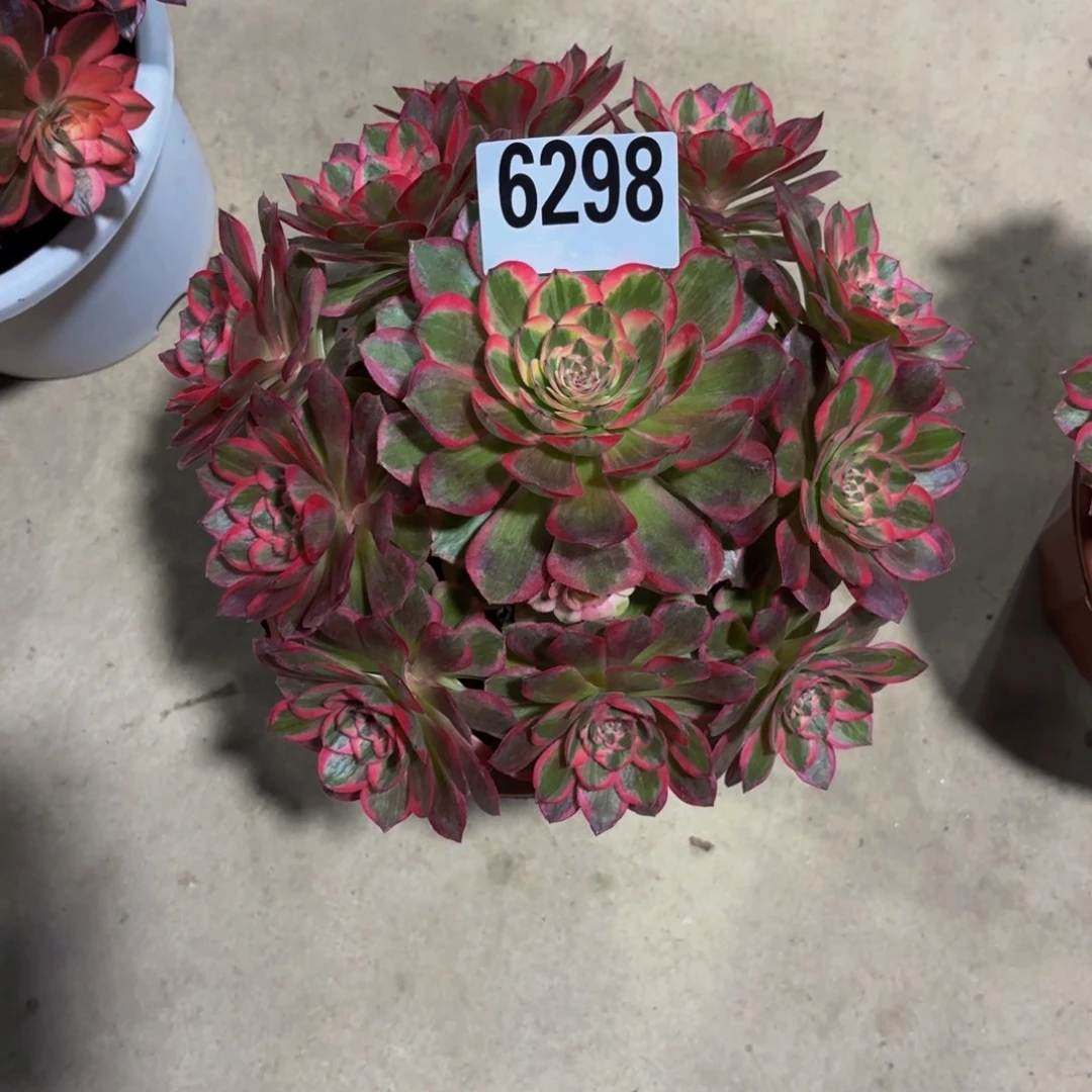 无花朵6298云何1111111