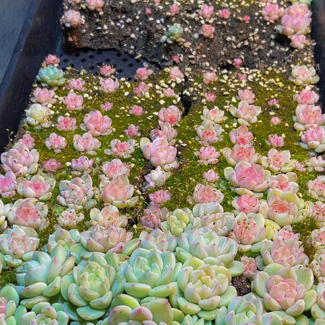 787多肉葡萄的味道是真的