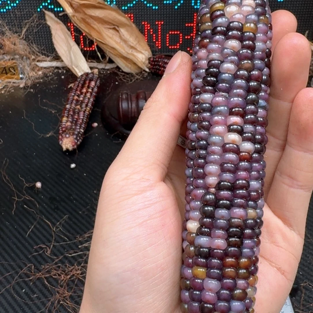 柏香籽/百香籽吊坠⭐*肉