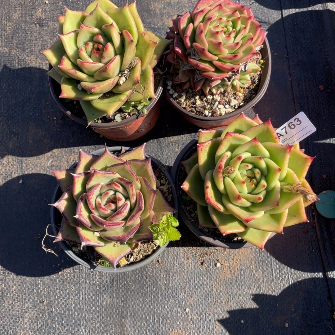 若如东云单拍A763