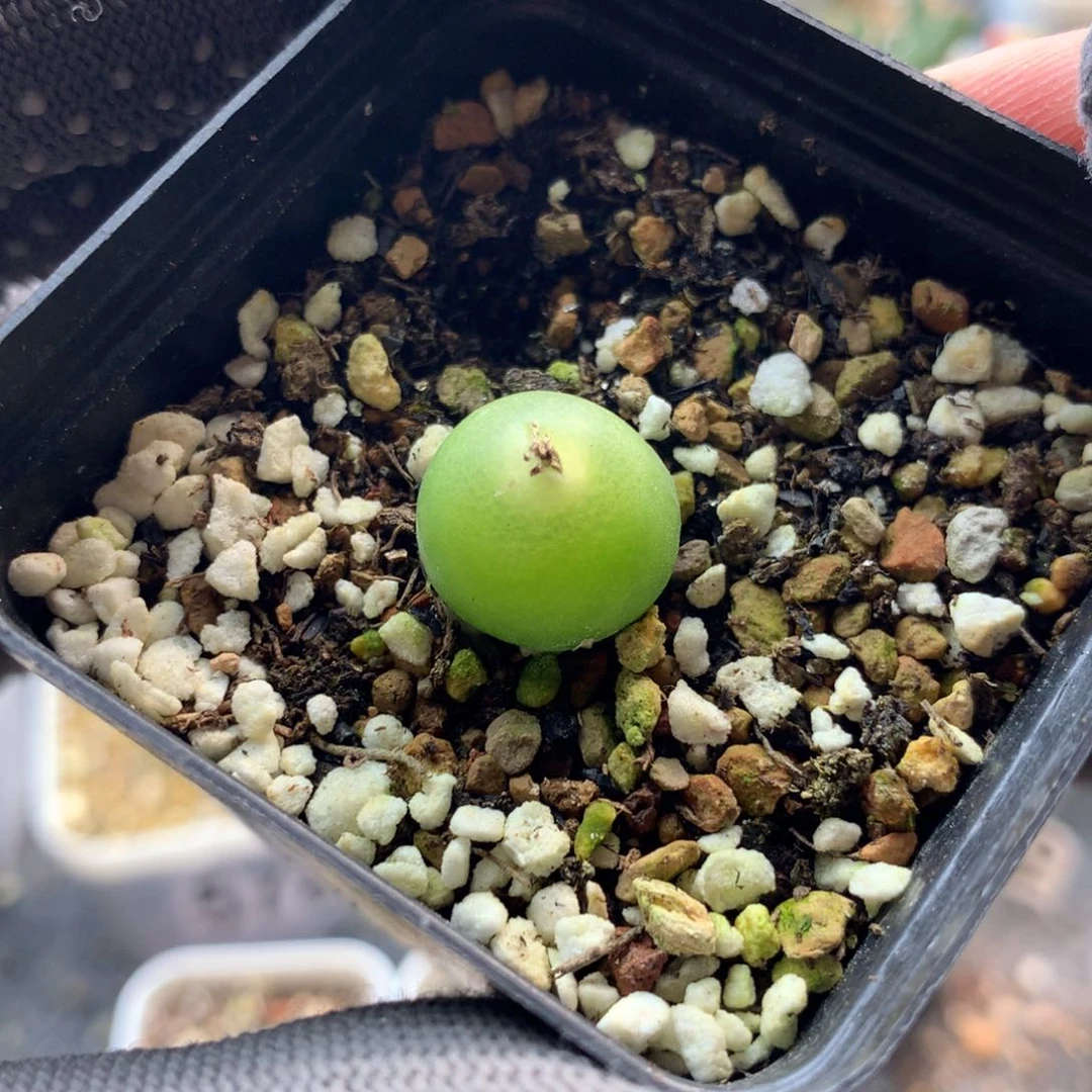 602大葫芦福利一颗