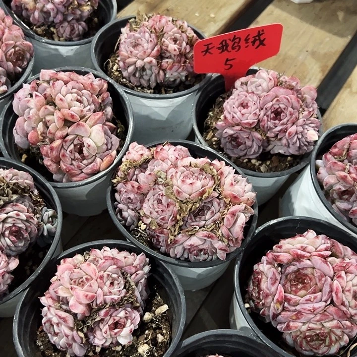 糖心      天鹅绒