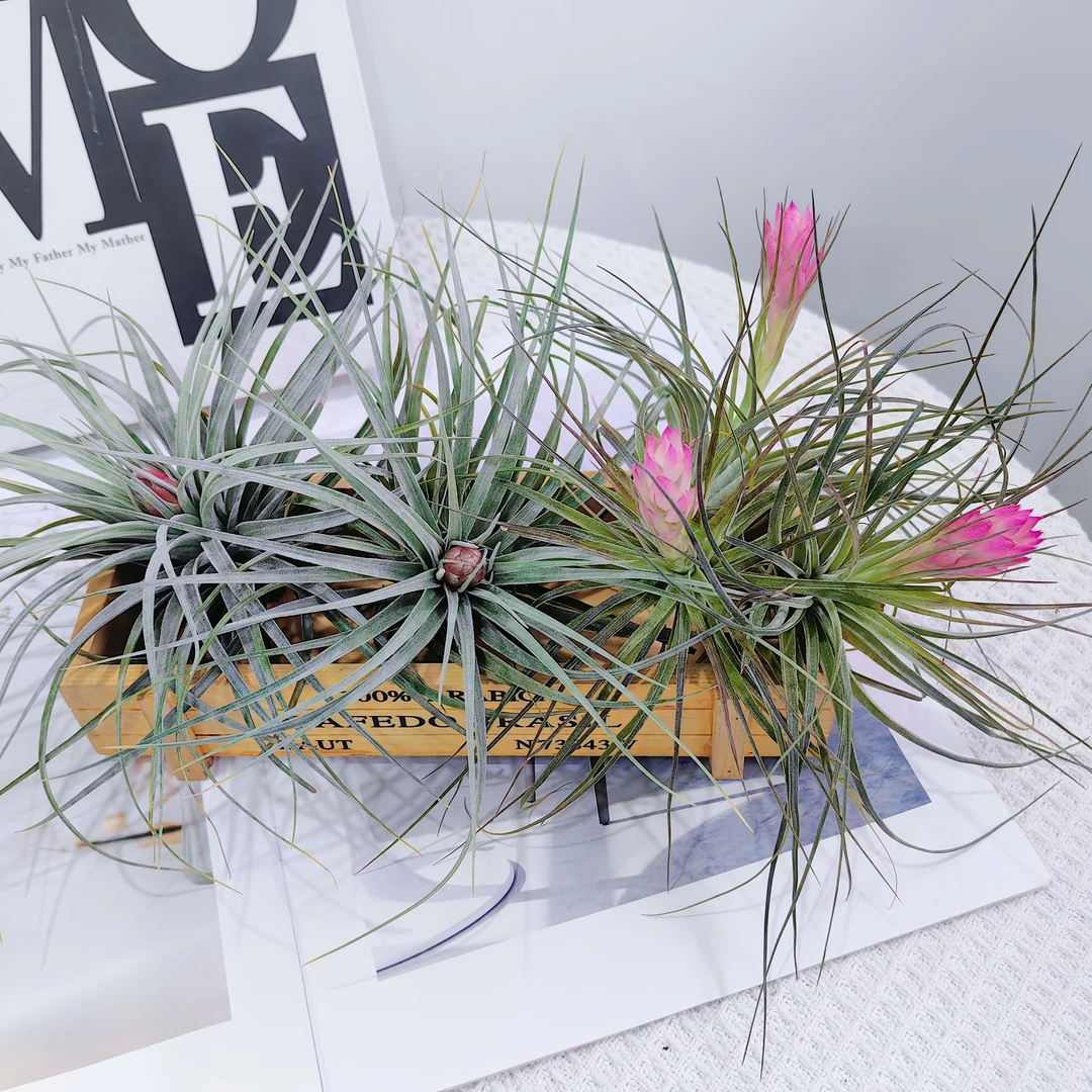 空气凤梨  一路生花 木盒组合 休斯顿带花苞+多国花带花苞