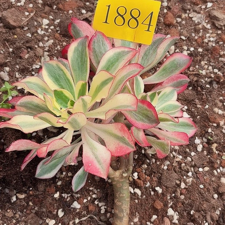 人****辰多肉植物福利1884