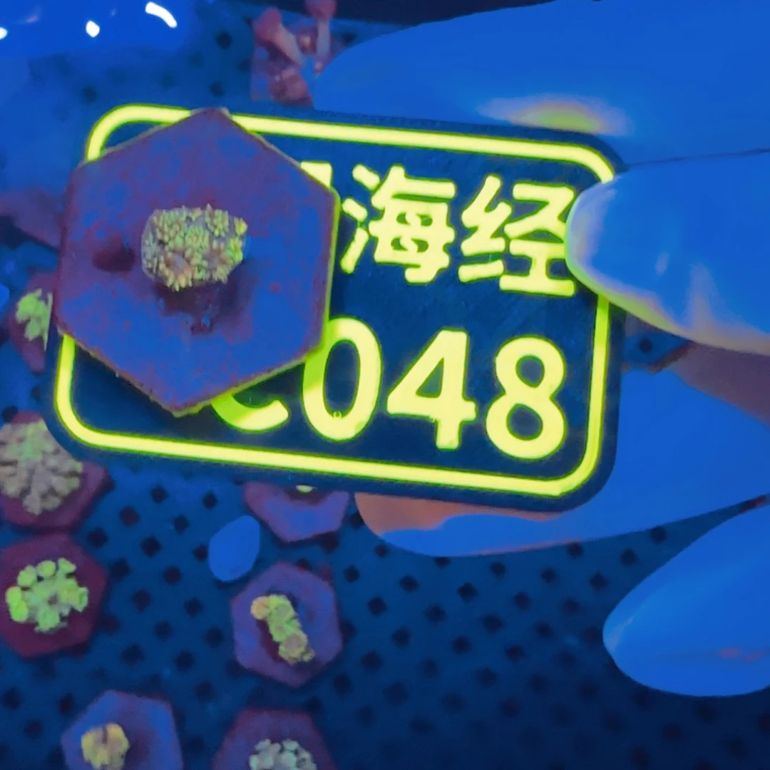 蘑***力纽扣珊瑚晓晓不包邮澳彩切件C048