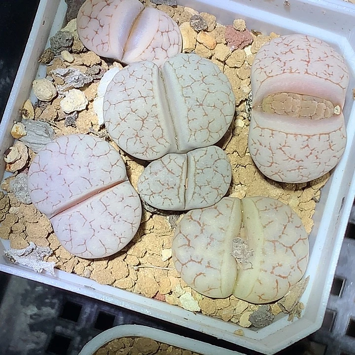 精品多肉植物c189