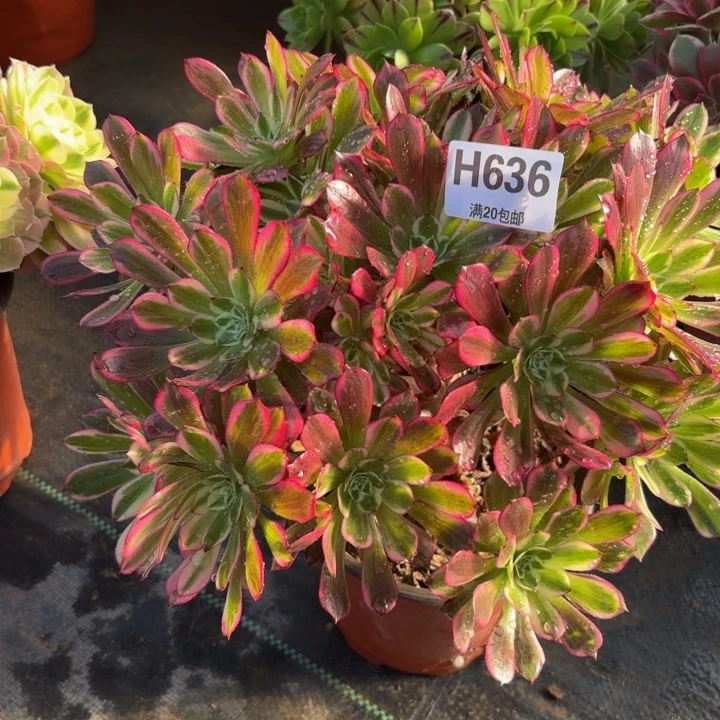 瑞妈，，，。。。。636天河，