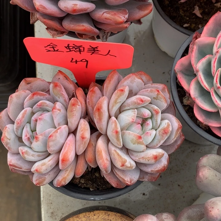 读肉皮子合集72727273737