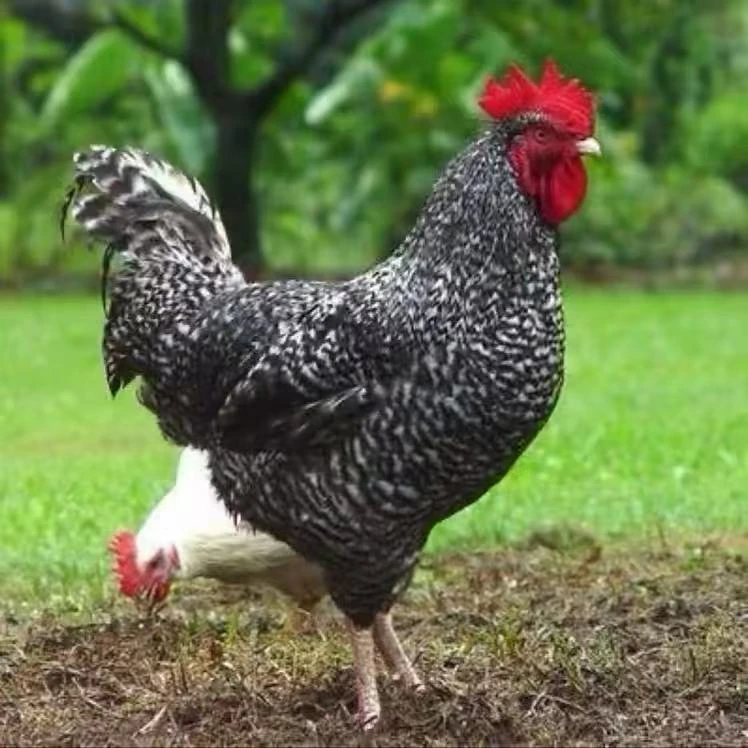 3斤芦花鸡整鸡生鲜