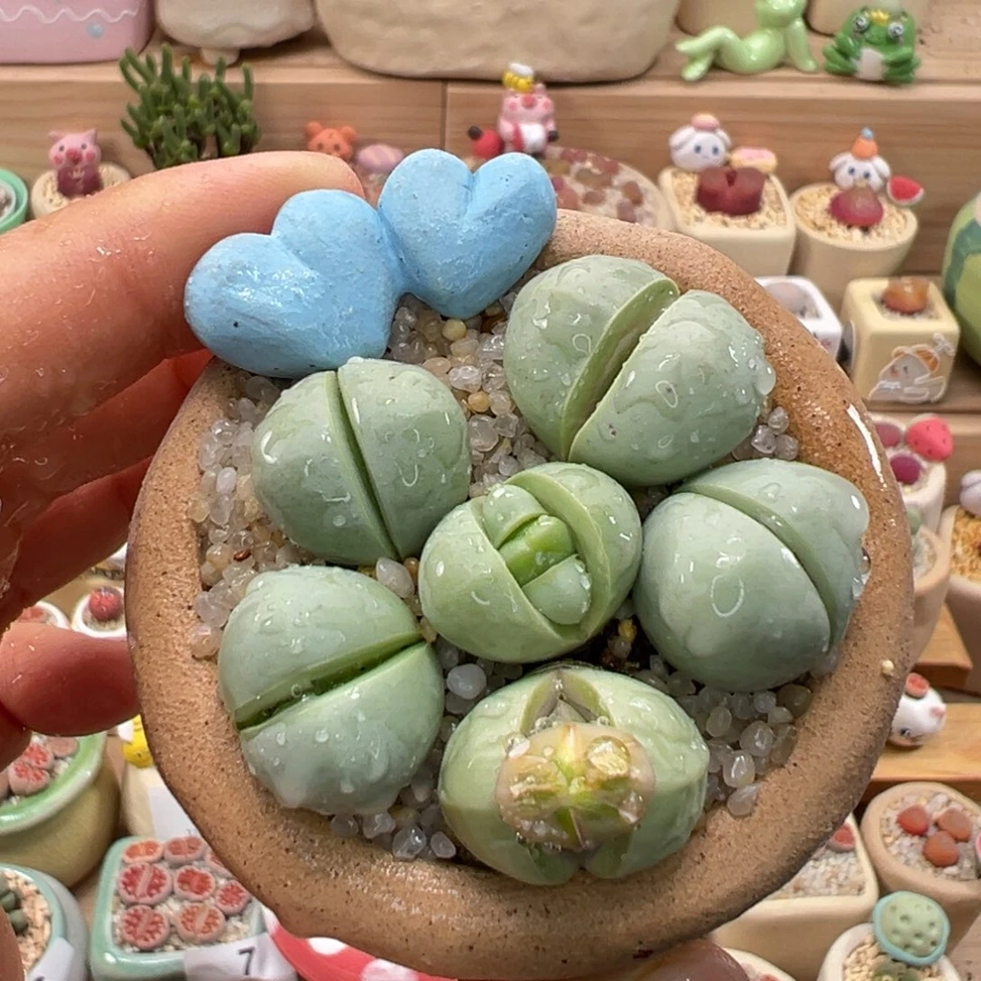 多肉植物94号元宝