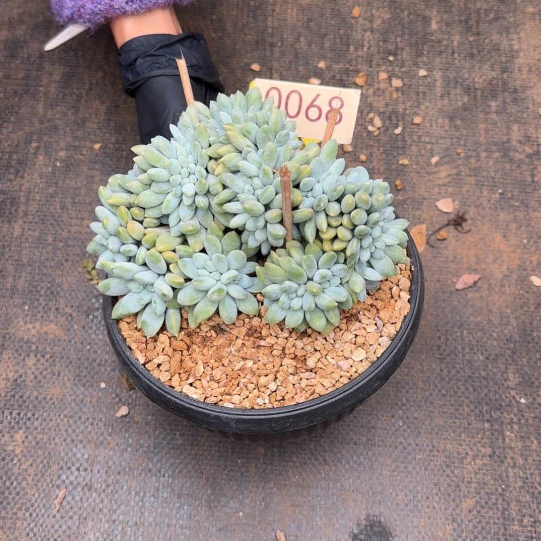 莹***学奶糖缀。   0068号。