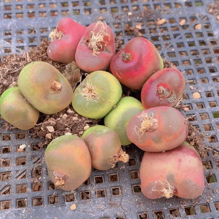 3.5公分以上双头大毛母本