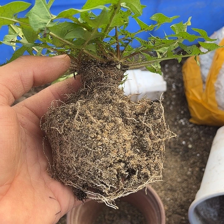 完全开放千层黄蒲公英不售后