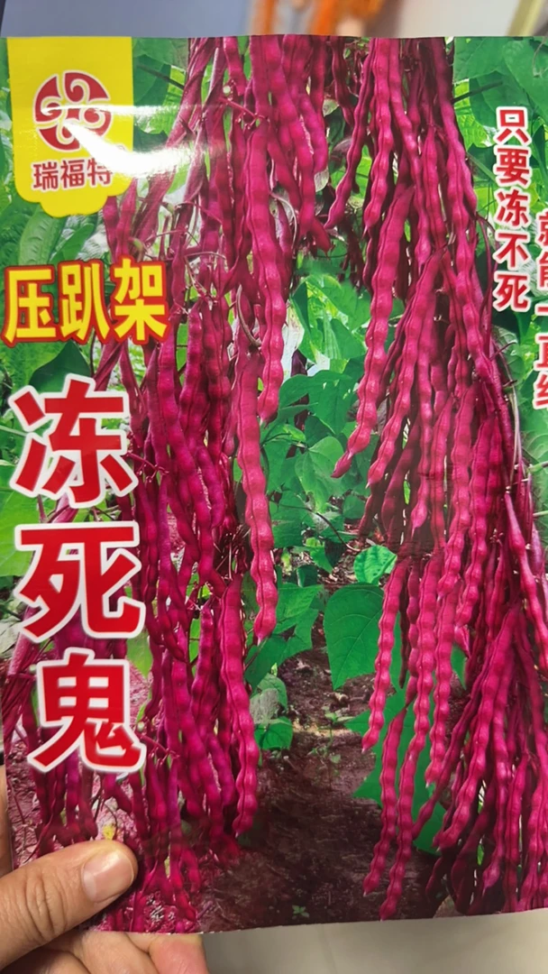 冻死鬼豆角种子秋紫豆