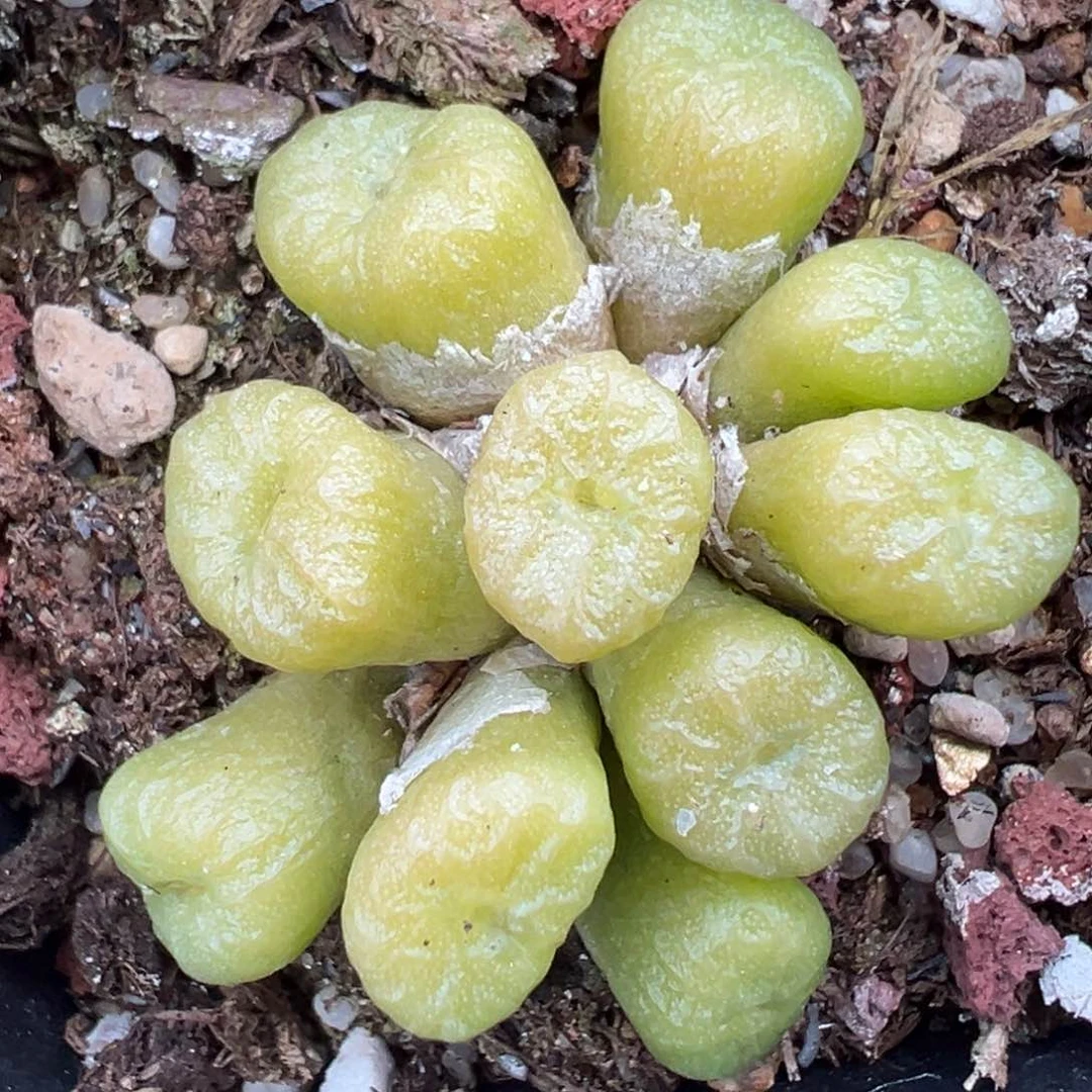 【闪购商品】651……