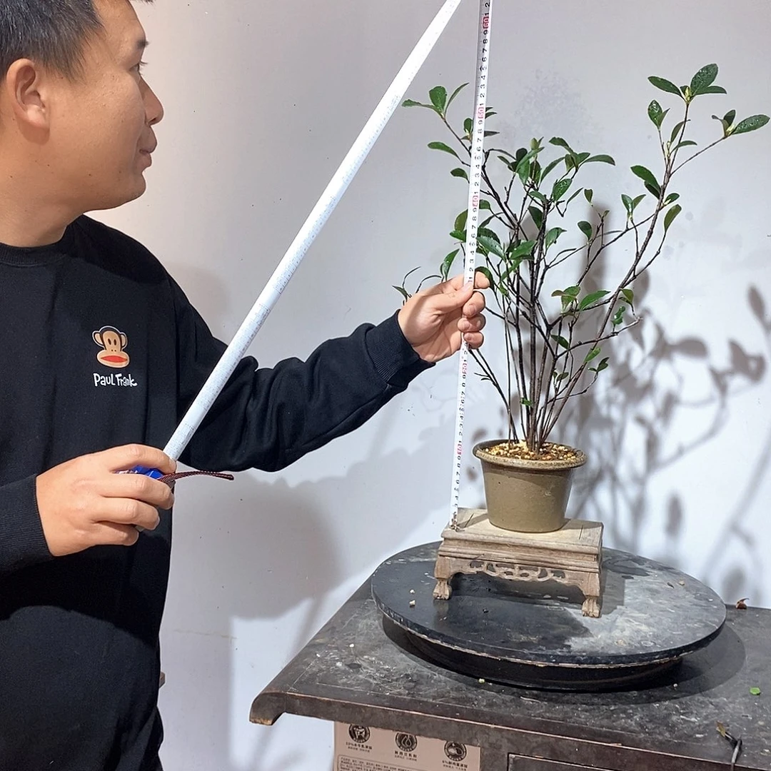 春花88888镜*春花