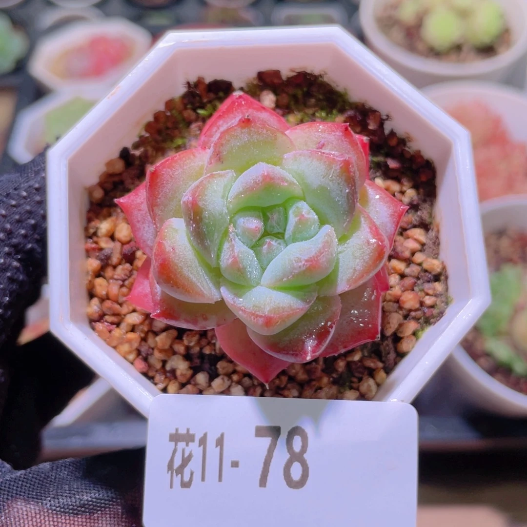 花利美11-78粉钻单头