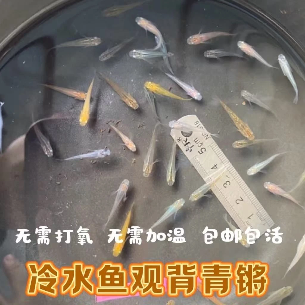观背青鳉鱼小鱼包邮鱼观赏鱼小型迷你冷水观赏鱼活体发货新手好养