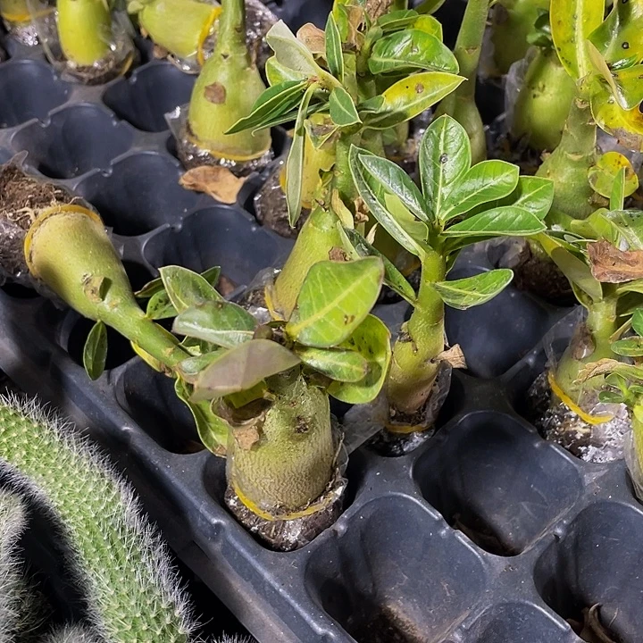 沙漠玫瑰1.99带土发