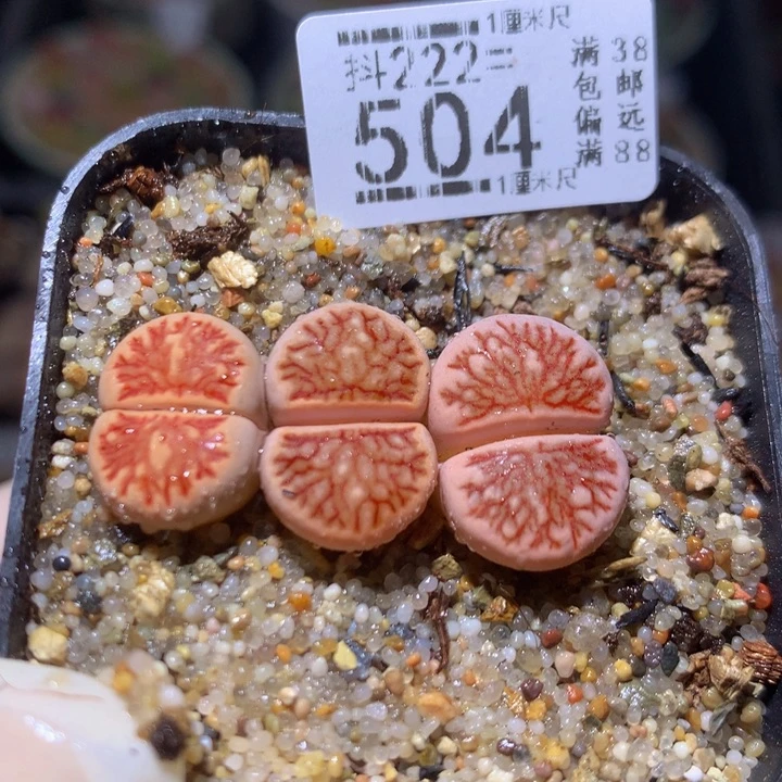 小*乖精品生石花223.504高特