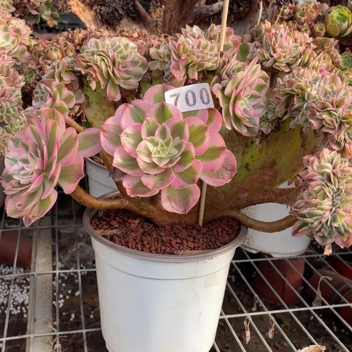 微瑕700号30厘米左右倾城缀