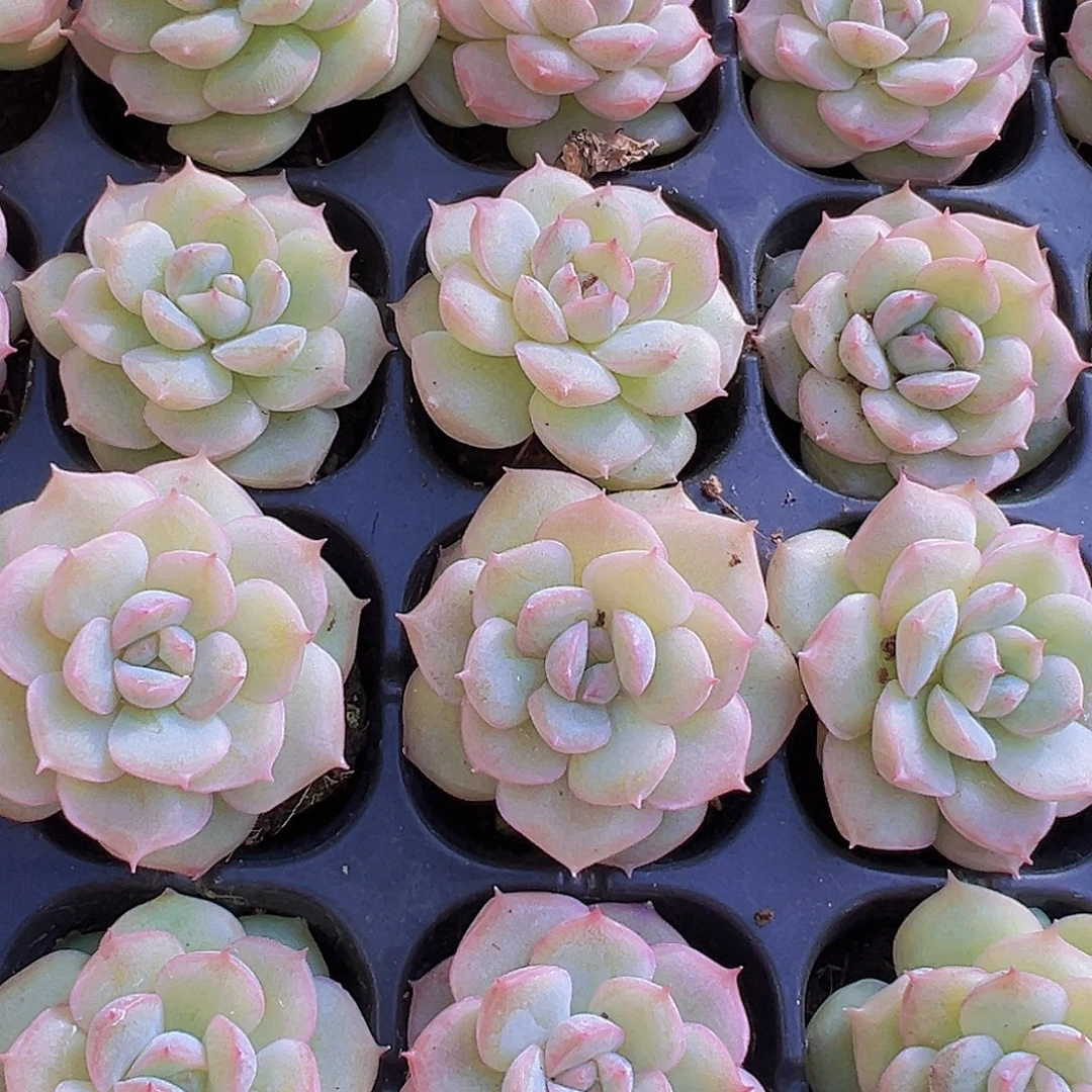 月亮珍妮苗3颗多肉