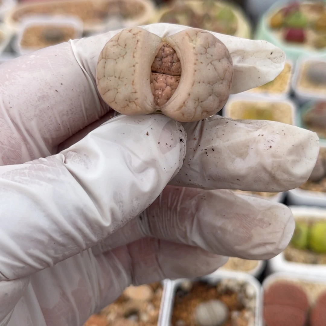 多肉植物一物一拍53