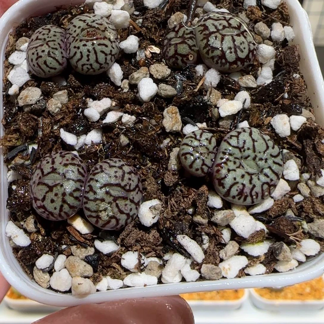 肉锥多肉植物百科-rr714墨一盆1603