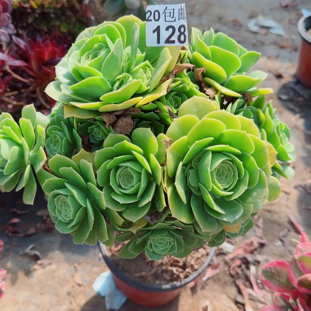 绿羊绒多肉128满20包邮断枝不包瑕疵