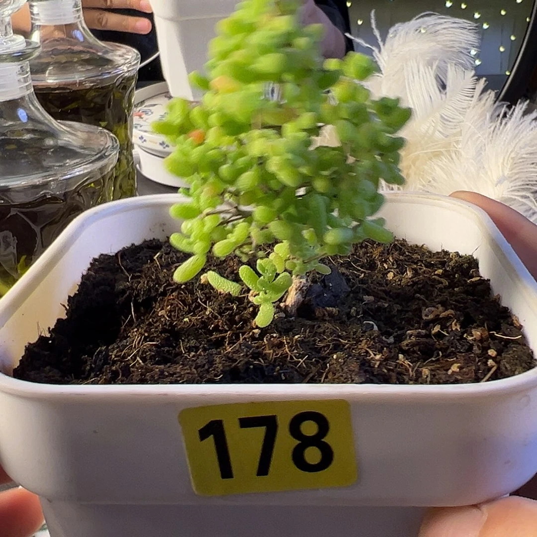 枝干番杏多肉植物178