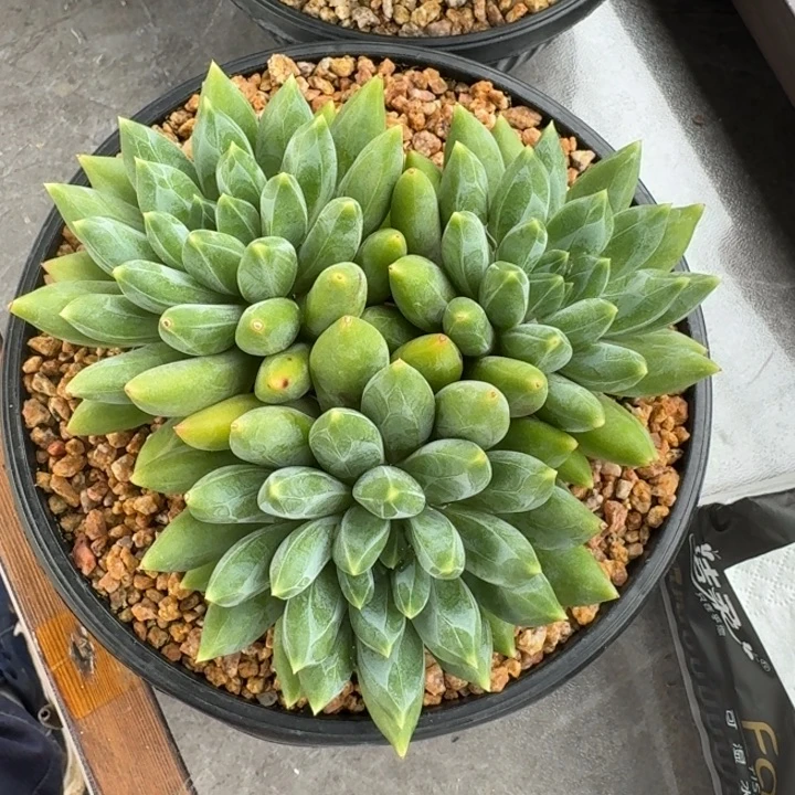 多肉植物重楼群生