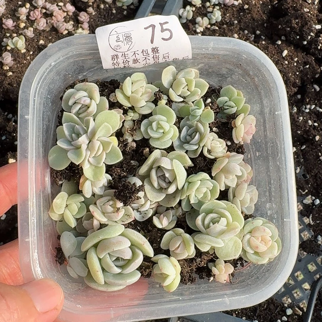 如图75冰于杂切糕一份不售后