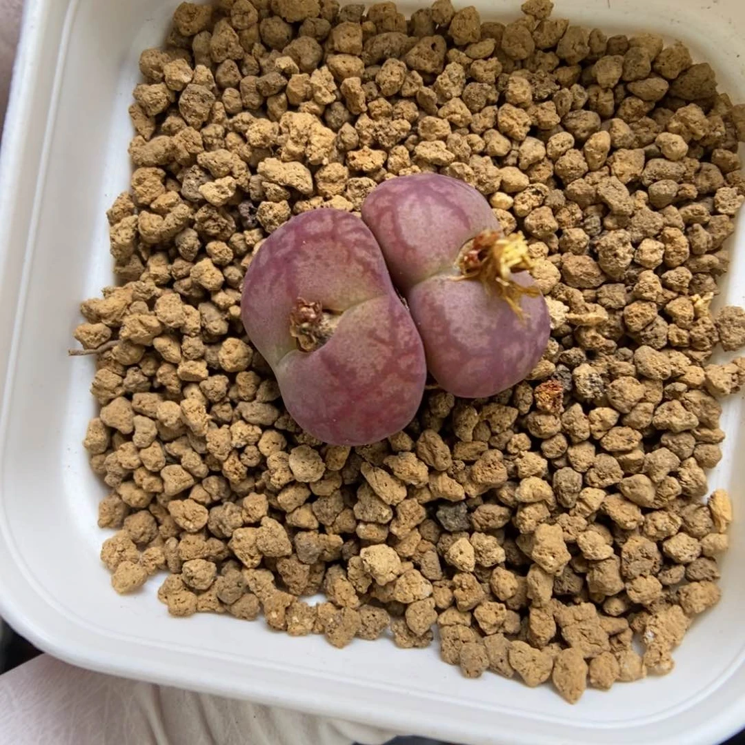 多肉植物肉锥杂交K-010