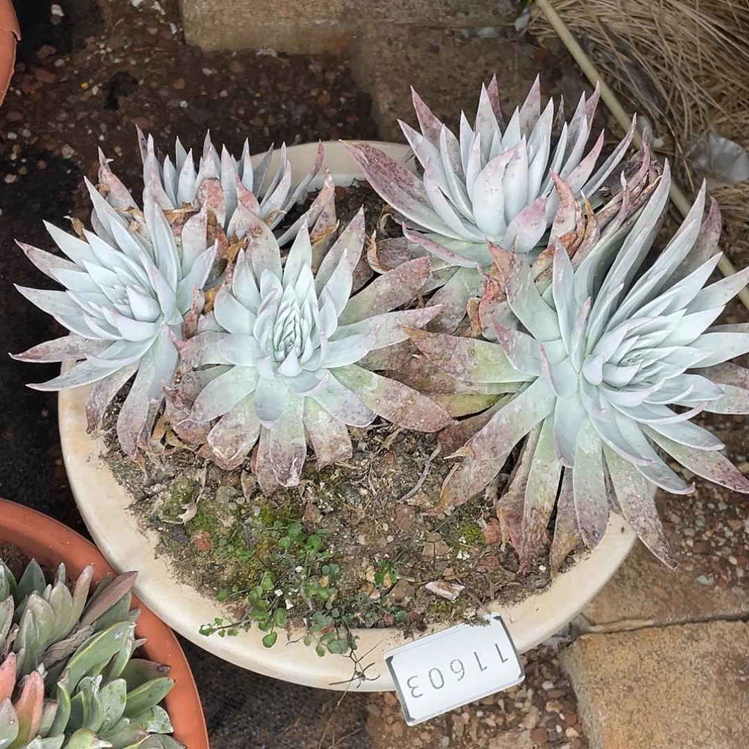 刘丹雪山老桩特价不售后11603